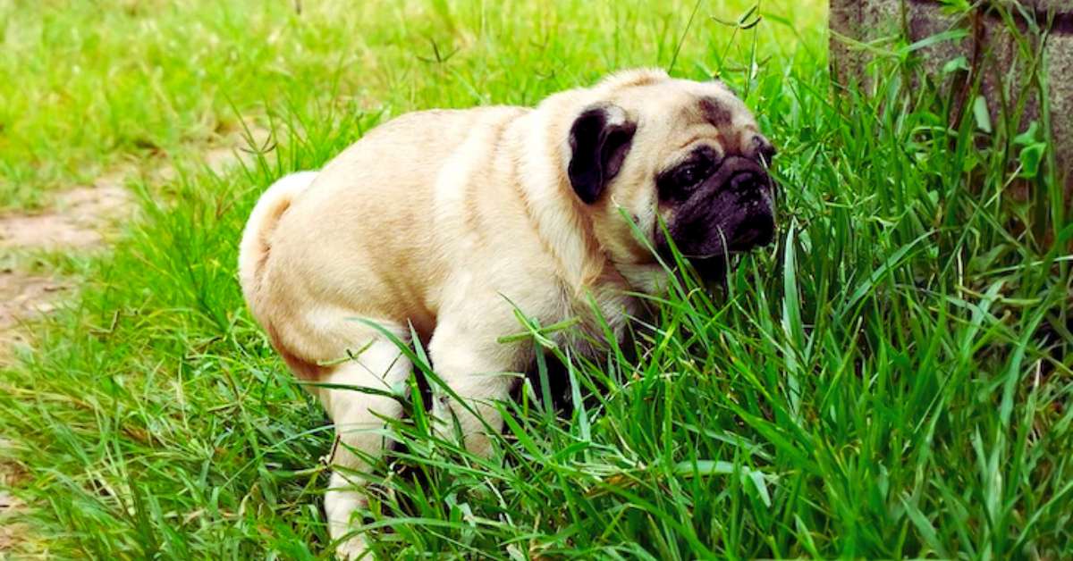 hund-durchfall