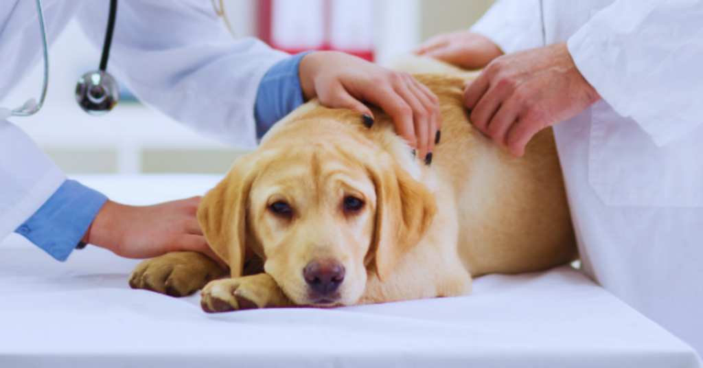 Hund einschläfern Kosten Ein Ratgeber zum Abschiednehmen [2025]