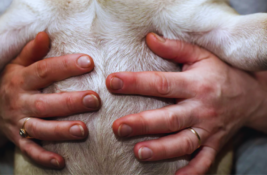 hund-hat-harten-bauch