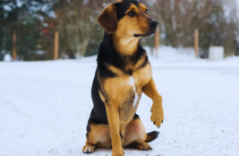 hund-humpelt