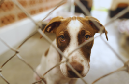 hund-im-tierheim-abgeben