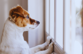 Hund ist unruhig: Bewegung, Routine und Berührung zur Beruhigung