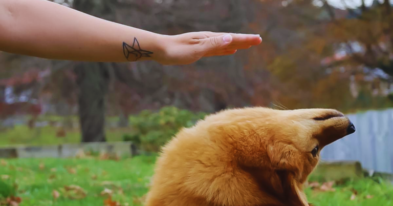 Hund Knickt Hinten Weg Einschlfern