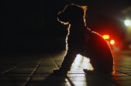 hund-muss-nachts-raus