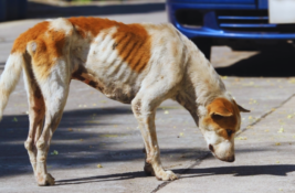 hund-nimmt-ab