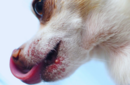 hund-pickel