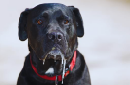 hund-sabbert-viel