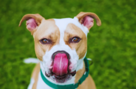 hund-schmatzt-beim-streicheln