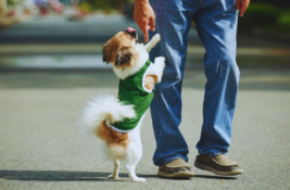 hund-springt-besucher-an