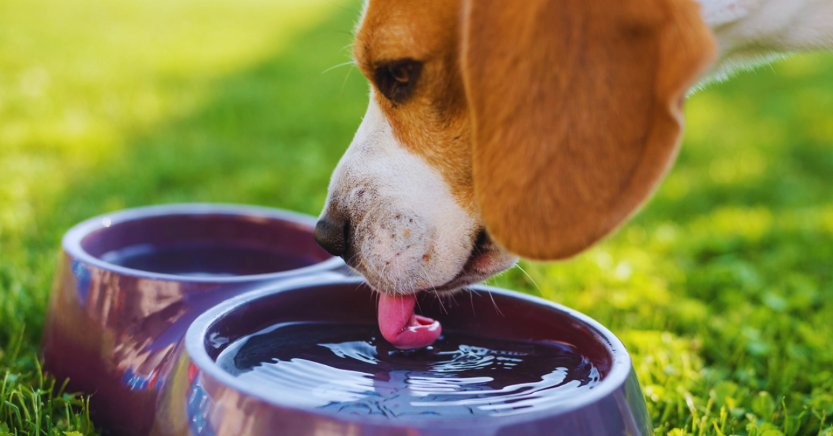 Hund Trinkt Viel Ursachen Diagnose Und Tipps Zur Regulierung 2026 Hund Trinkt Viel Ursachen Diagnose Und Tipps Zur Regulierung 2026