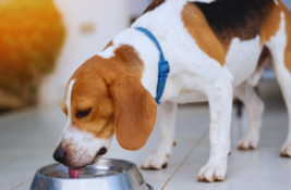 hund-trinkt-zu-wenig