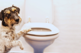 hund-verstopfung
