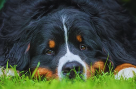 hund-wasser-in-der-lunge