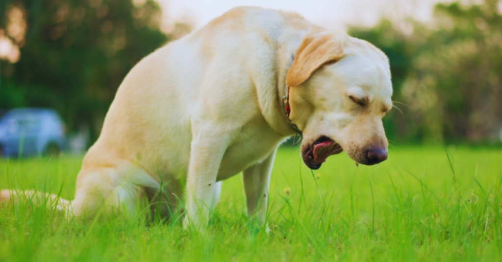Hund würgt weißen Schleim Ursachen und Maßnahmen erklärt + Tipps [2025]