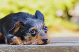 hund-zittert-im-ruhezustand