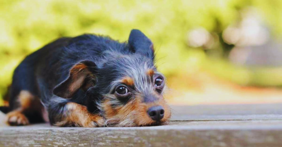 hund-zittert-im-ruhezustand