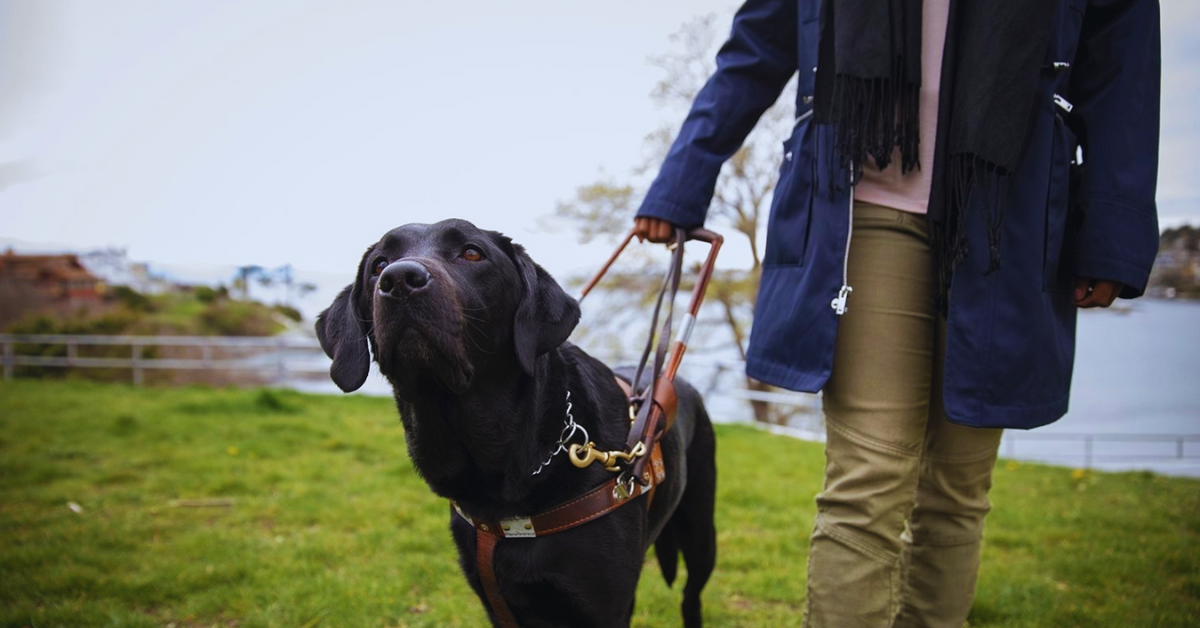 hunde-fuer-berufstaetige