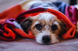 hundewuermer-erkennen-und-behandeln