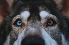husky-mischlinge