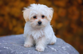 kleine-weisse-hunde