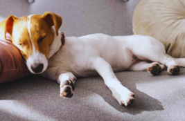 liegeposition-hund-schmerzen