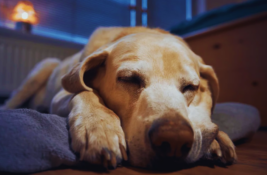schluckauf-bei-hunden