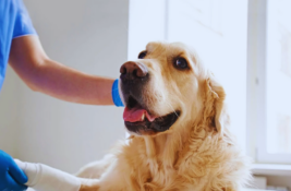 wie-viel-kostet-ein-hund-im-monat