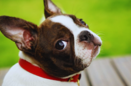 hund-atmet-schnell-mit-geschlossenem-maul