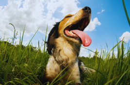 hund-atmet-schwer