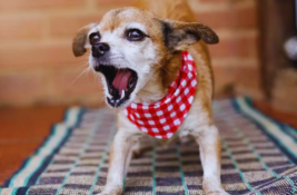 hund-bellt-staendig
