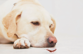 hund-erbricht-blut