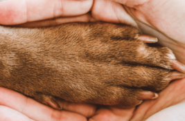 hund-hat-kalte-pfoten