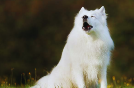 hund-macht-komische-geraeusche