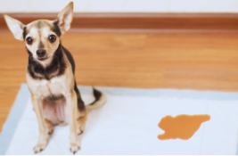 hund-pinkelt-blut (1)