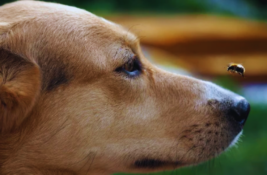 hund-wespenstich