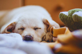 wann-werden-hunde-ruhiger