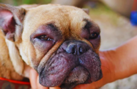 Wespenstich beim Hund