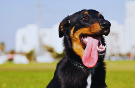 hund-atmet-schwer