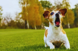 hund-bellt-staendig