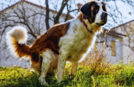 hund-durchfall-blut