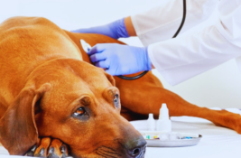 hund-erbricht-blut
