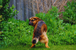 hund-hat-durchfall-mit-schleim