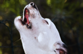 hund-macht-komische-geraeusche