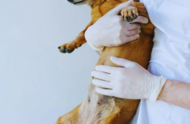 Magendrehung bei Hunden: Vorbeugung, Symptome und Rettungsmaßnahmen