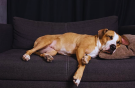 hund-nach-impfung-komisch