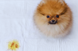hund-pinkelt-blut