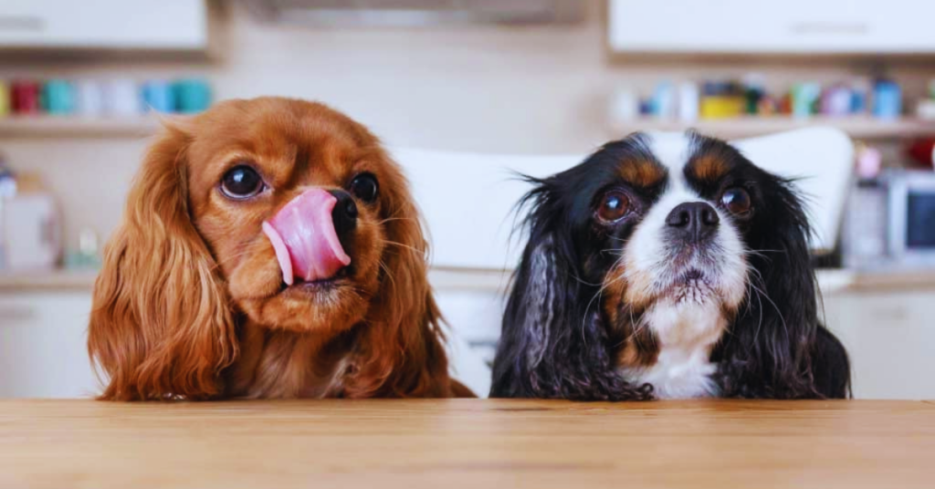 Hund schmatzt Nachts Ursachen und Lösungen + Empfehlungen [2025]