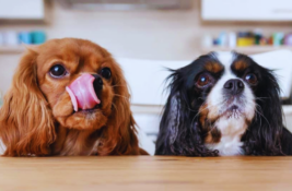 hund-schmatzt-nachts