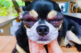 hund-von-biene-gestochen