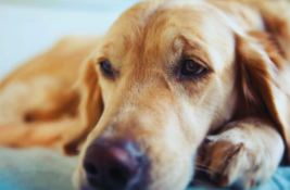hund-wirkt-muede-und-traurig